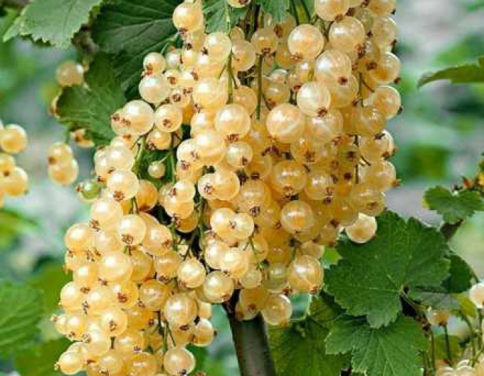 Weiße Johannisbeere Primus Strauch