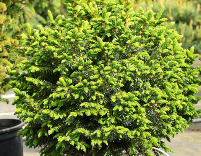 Serbische Fichte Nana