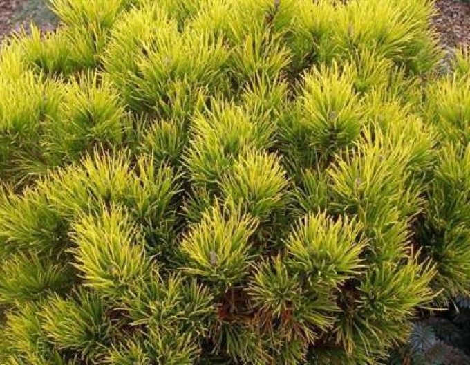 Berg-Kiefer Wintergold Stämmchen