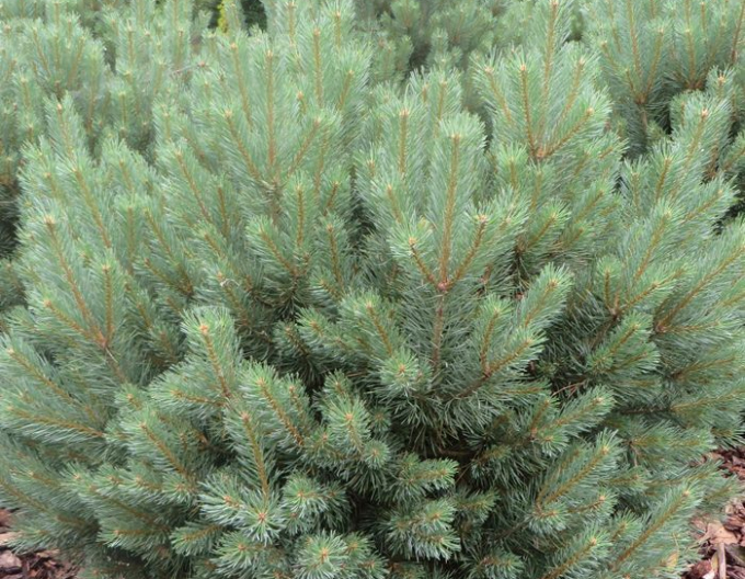 Waldkiefer Watererii