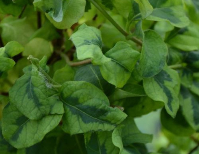 Japanische Geißschlinge Kogel-Mogel