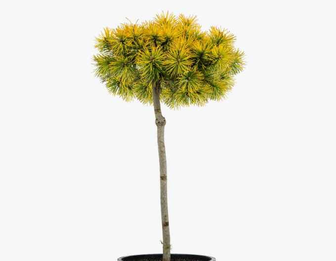 Berg-Kiefer Wintergold Stämmchen