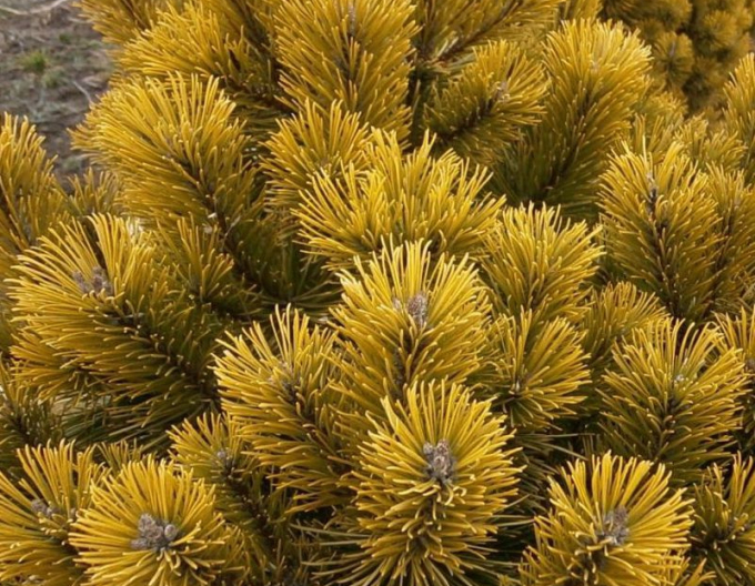 Latschenkiefer Wintergold