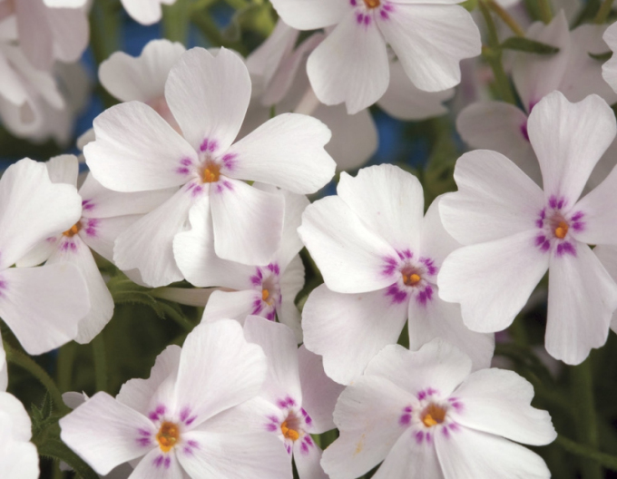 Flammenblume Amazing Grace Weiß mit Auge