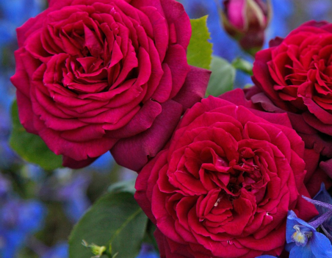 Baumrose GRAFIN DIANA