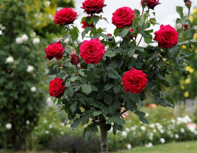 Baumrose GRAFIN DIANA