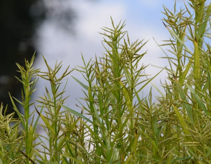 Wasserbambus - Dulichium arundinaceum