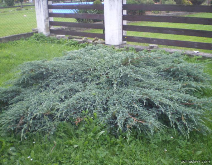 Wacholder ´Blue Carpet´