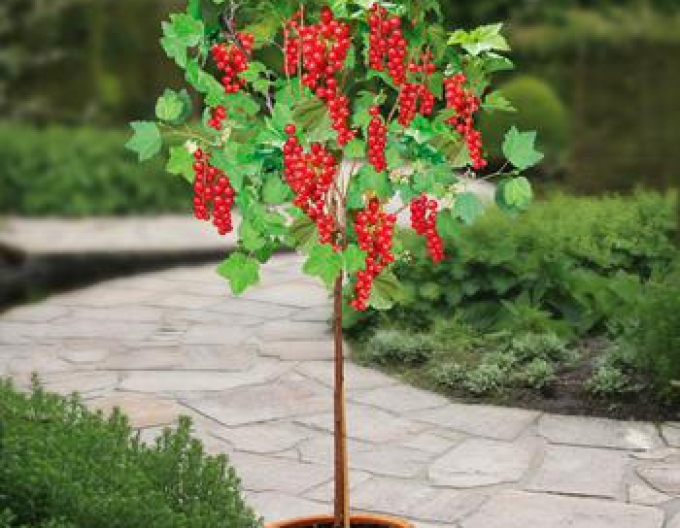 Rote Johannisbeere Jonkheer Van Tets Hochstämmchen, cont.2l