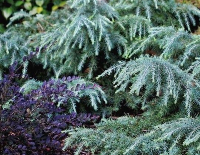 Himalaya-Zeder "Feeling Blue"