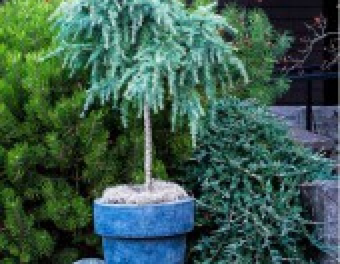 Himalaya-Zeder "Feeling Blue"