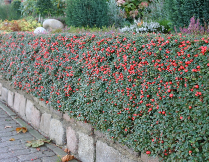 Kriechmispel Skogholm