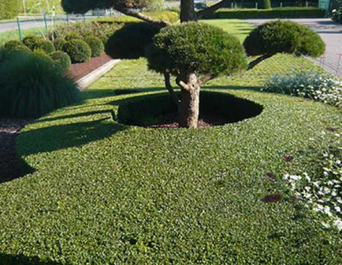 Kriechmispel Skogholm