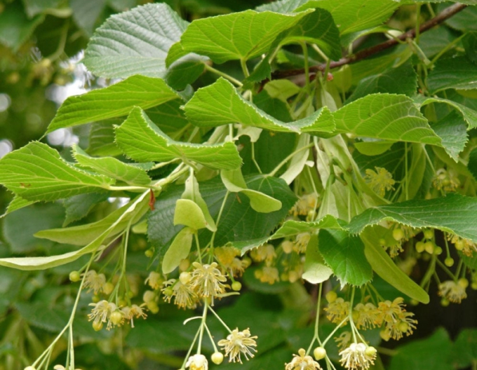 Linde kleinblättrig