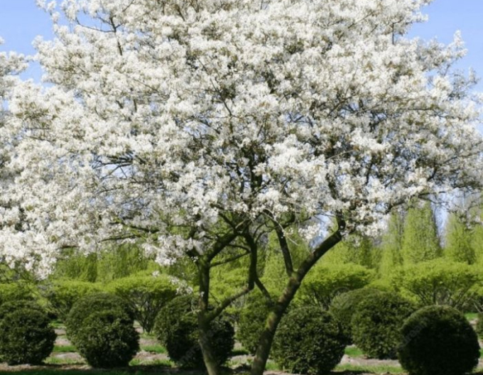 Kupfer-Felsenbirne 120 - 140cm