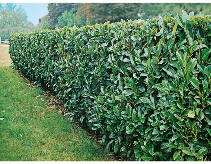 Kirschlorbeer Novita