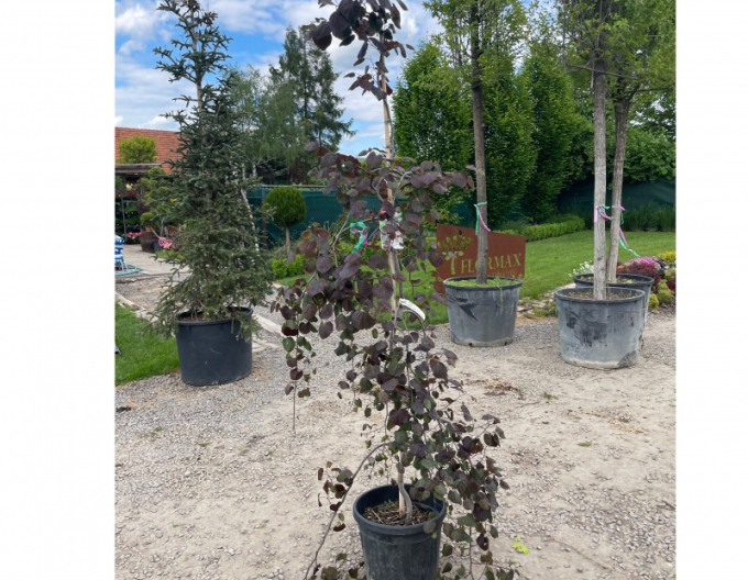 Judasbaum aus Kanada Ruby Falls