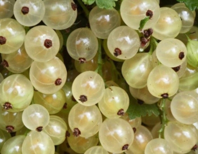 Weiße Johannisbeere Blanka Hochstämmchen, cont. 2l