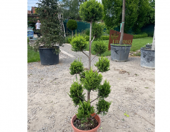 Leyland-Zypresse PON PON 120cm