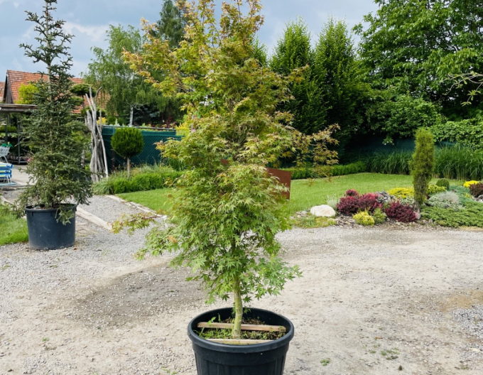 Palmblättriger Ahorn Katsura