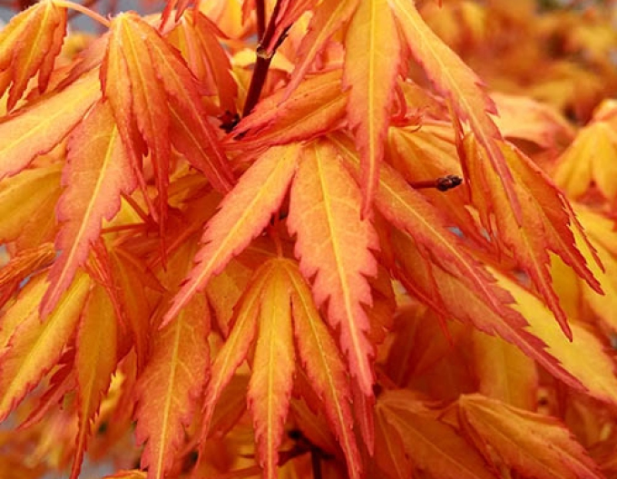 Palmblättriger Ahorn Katsura