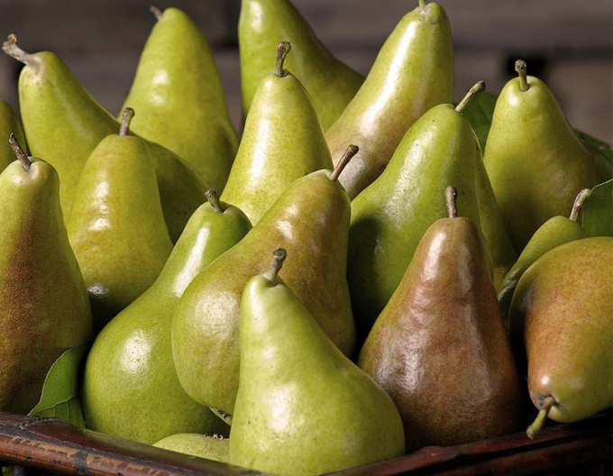 Säulenförmige Birne Concorde 2l