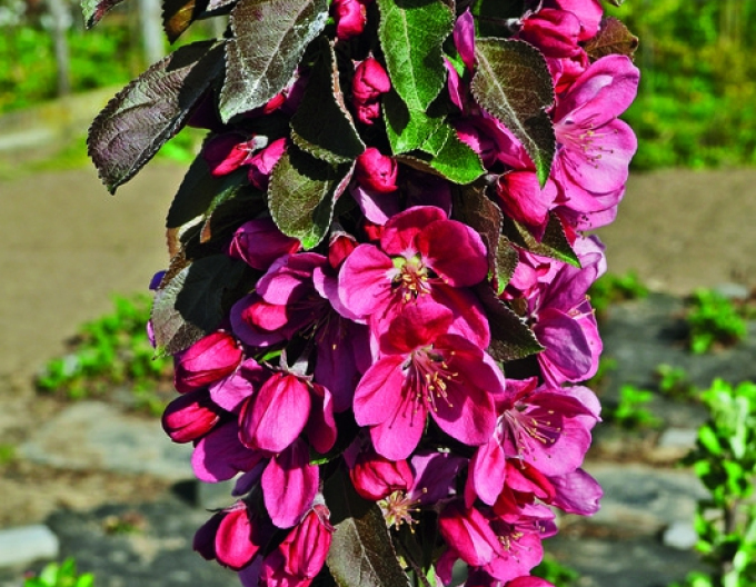 Säulenapfelbaum Maypole auf M7, Cont. 5l