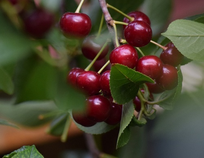 Kirsche Northstar spät 5l