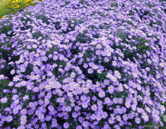 Aster Prof. Anton Kippenberg