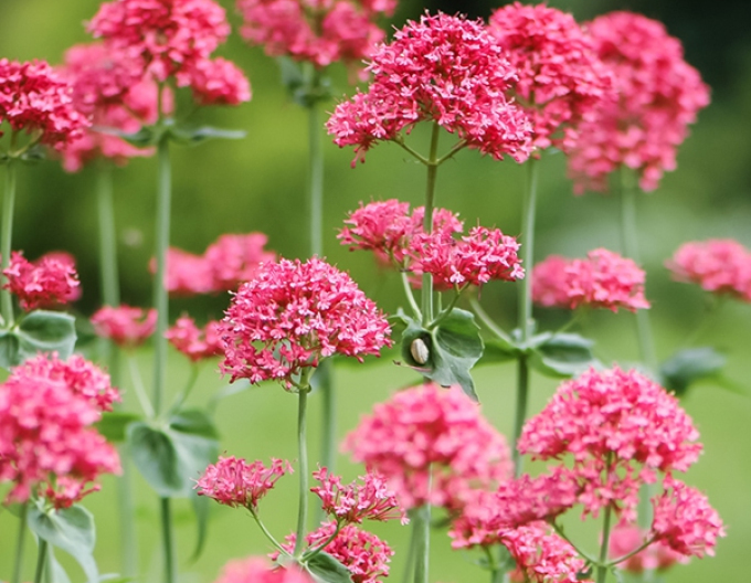 Rote Schleuder Coccineus