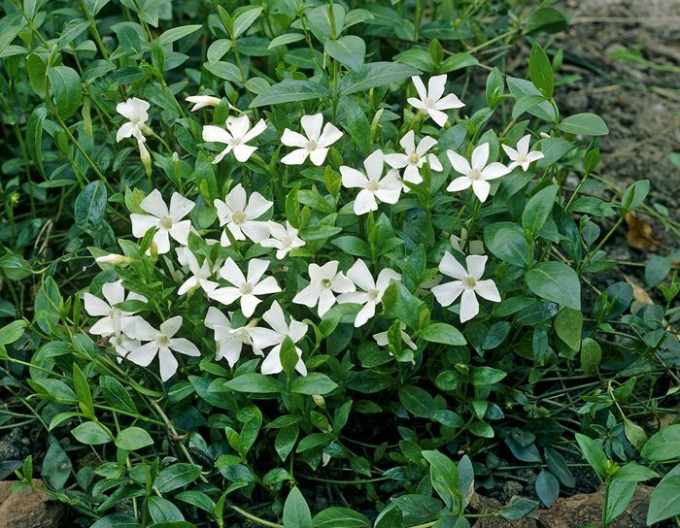 Kleines Immergrün Alba