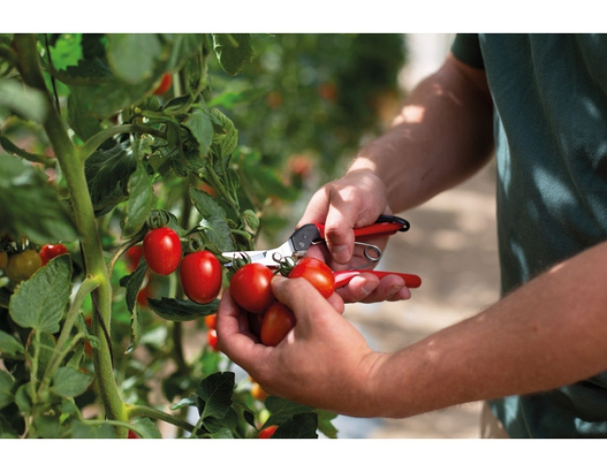 FELCO 321 Ernteschere