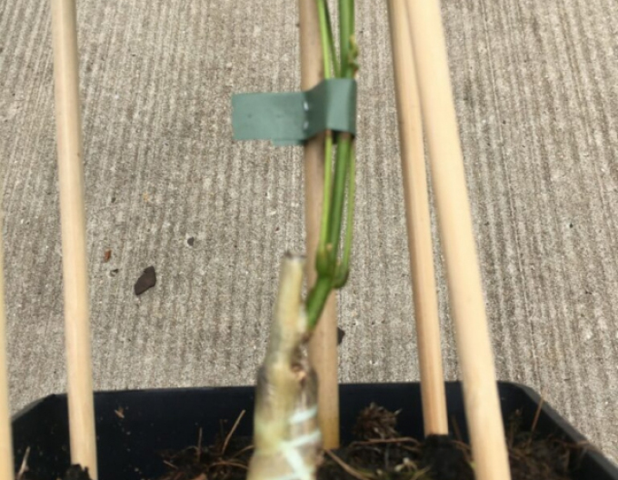 Veredelungsgummi 160x4,5mm