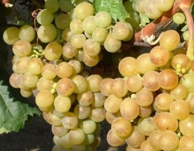 Tafeltrauben Polockei Muskotal, wurzelnackt