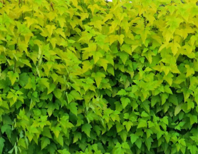 Fasanenspiere Darts Gold