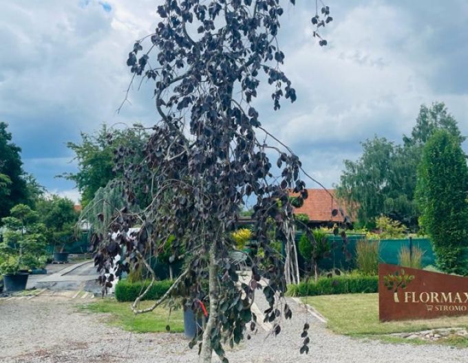 Buche "Lila Fontaine"