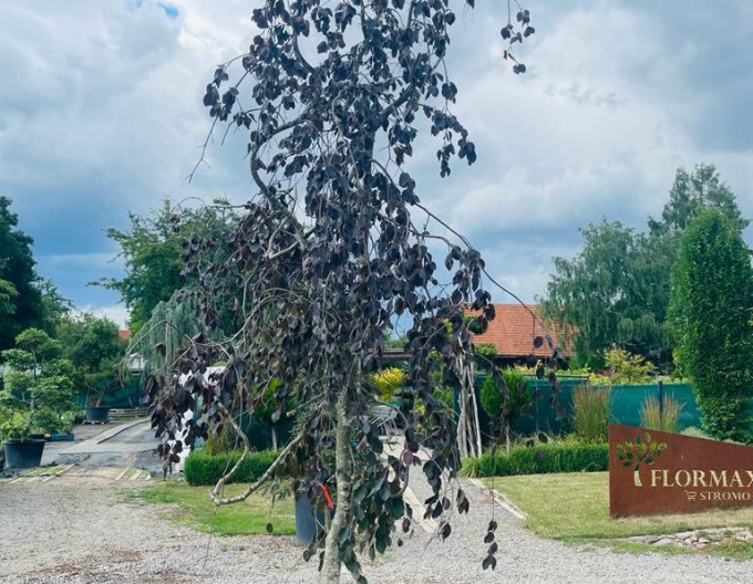 Buche "Lila Fontaine"